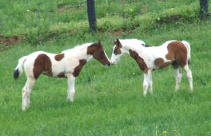 BREEDERS INCENTIVE FUND